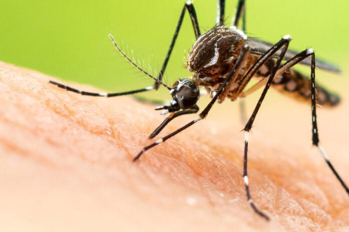 Florida-Keys-to-release-750M-genetically-modified-mosquitoes