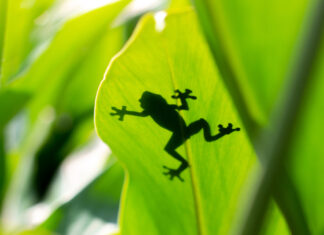 ¡La Inteligencia Artificial y las Células de Rana Crean Robots Vivientes! Frog-Cells